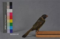 藏品(白環鸚嘴鵯)的圖片